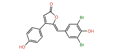 Rubrolide C